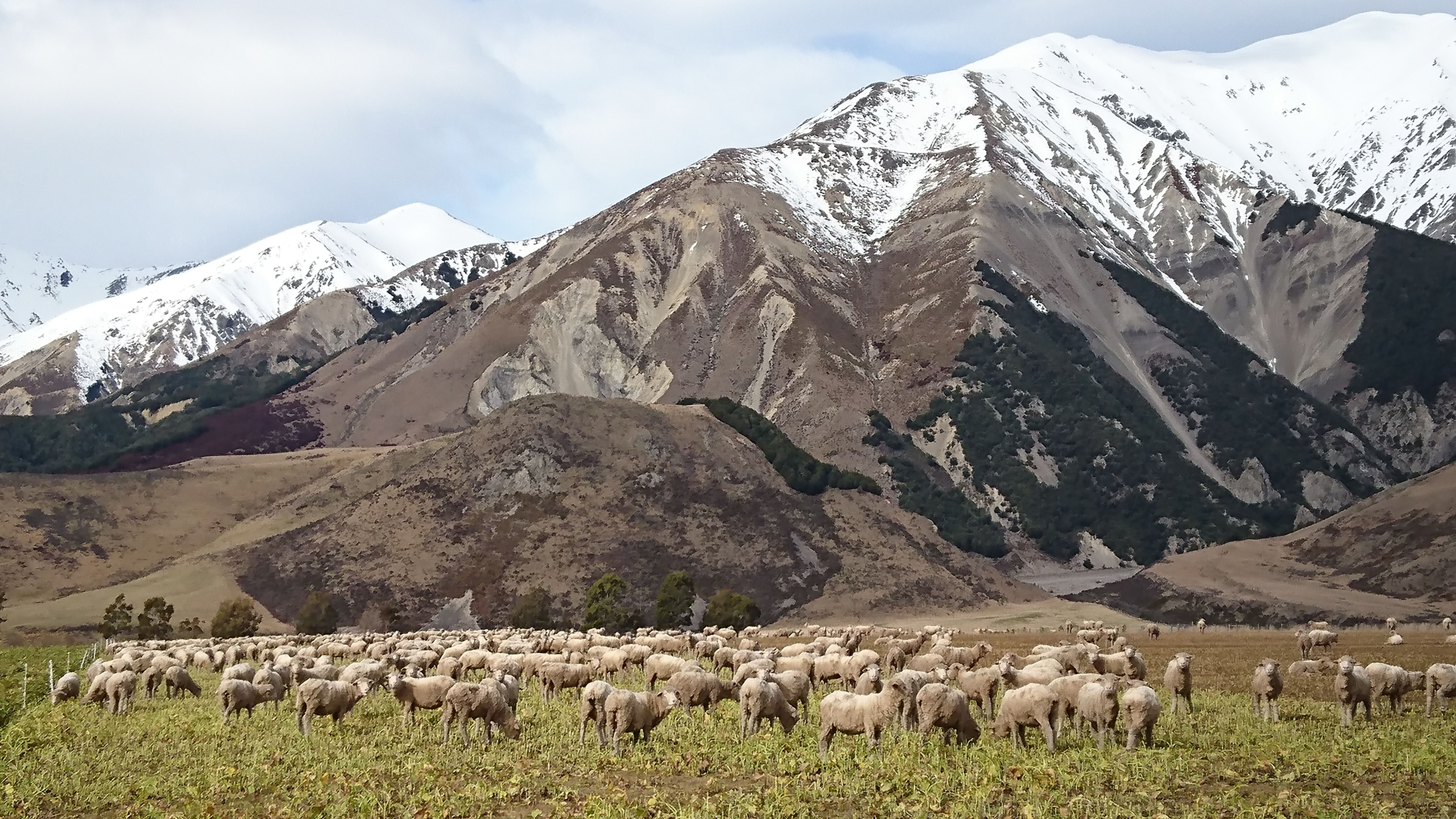 Sheep Grazing at the Base of the Southern Alps
