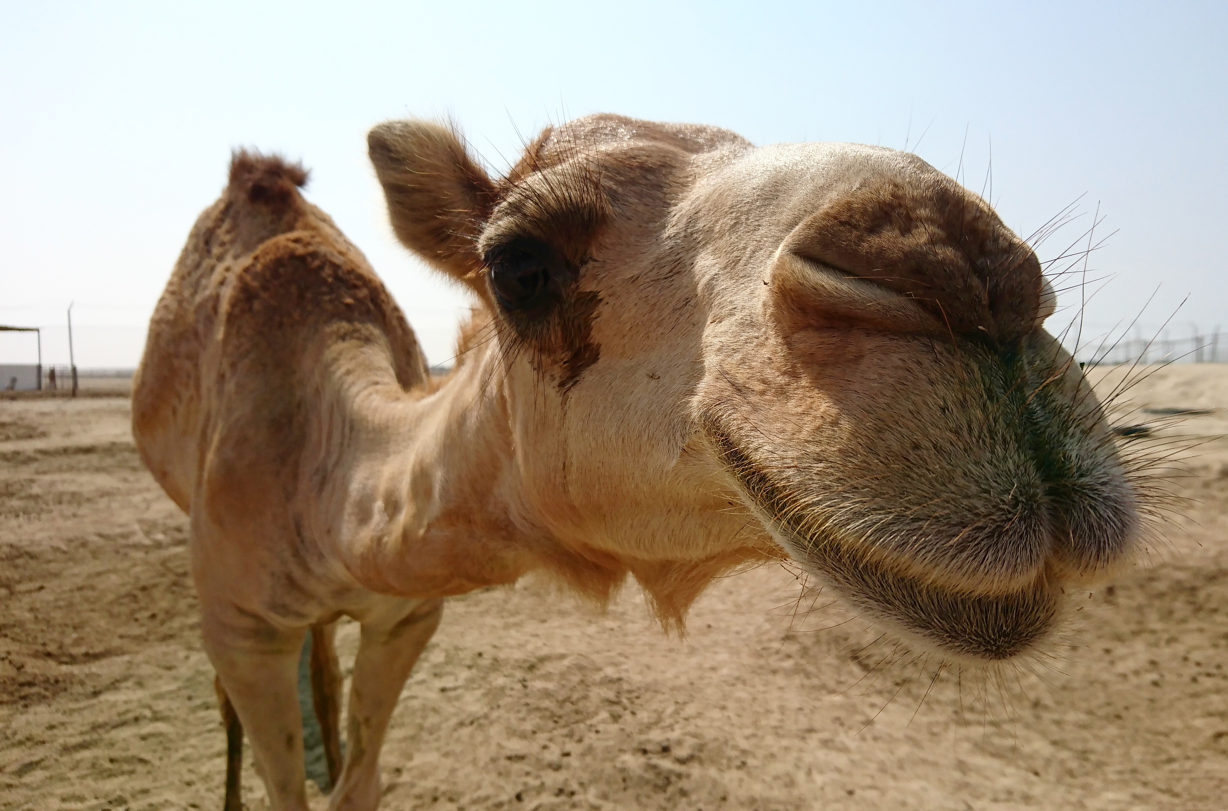 Royal Camel Farm, Bahrain