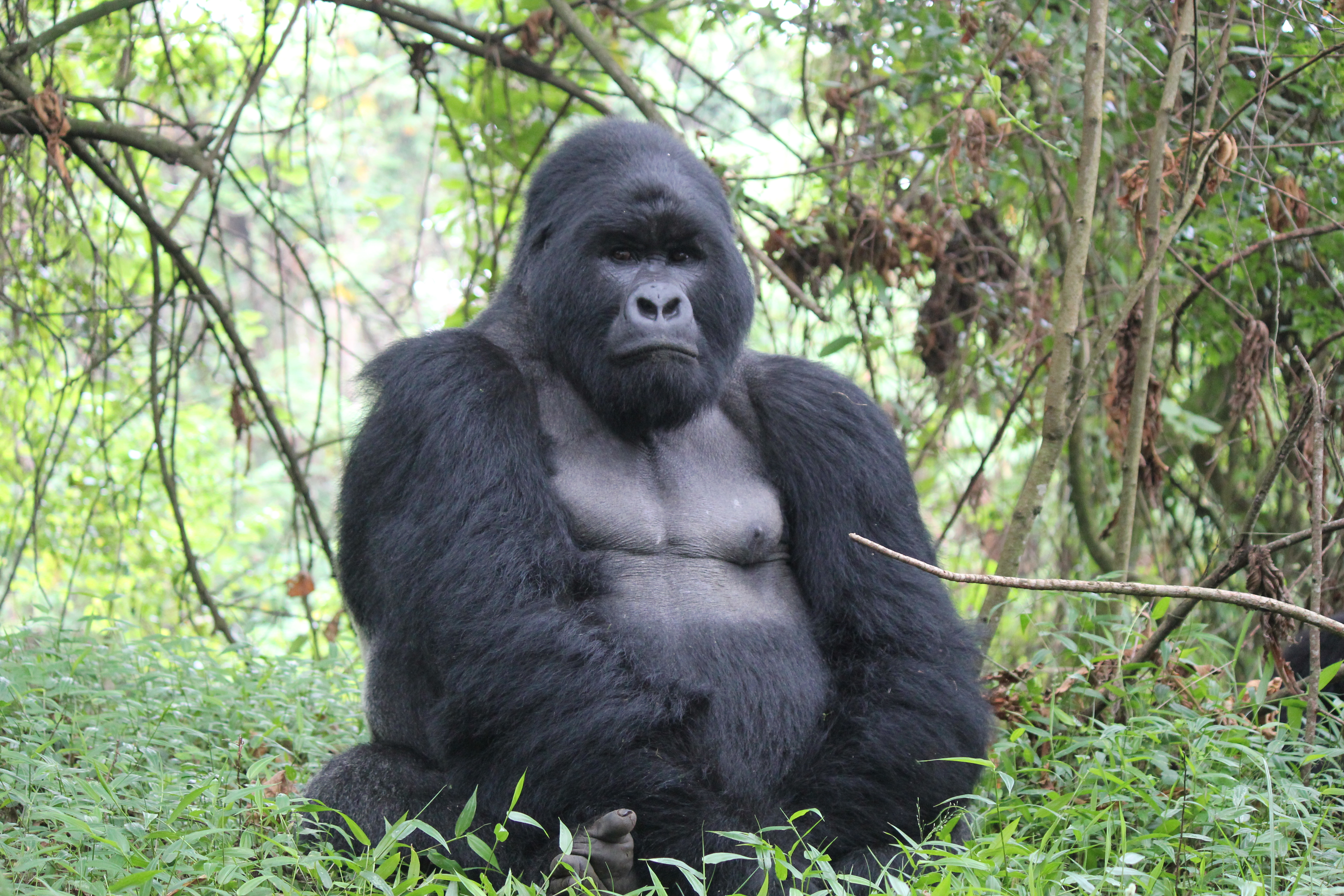 Gorilla – Mgahinga Gorilla National Park, Uganda