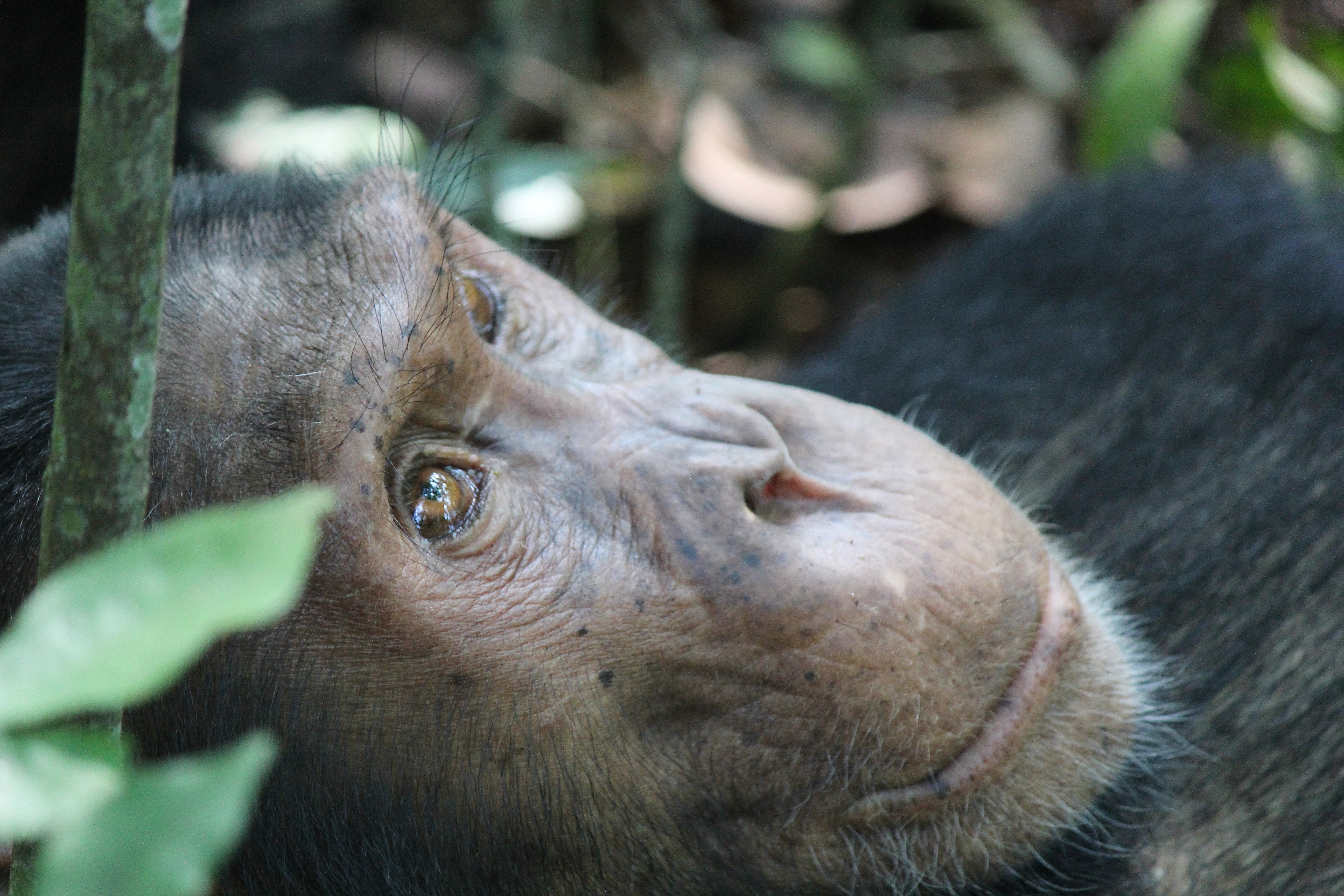 Chimpanzee – Kyambura Gorge, Uganda