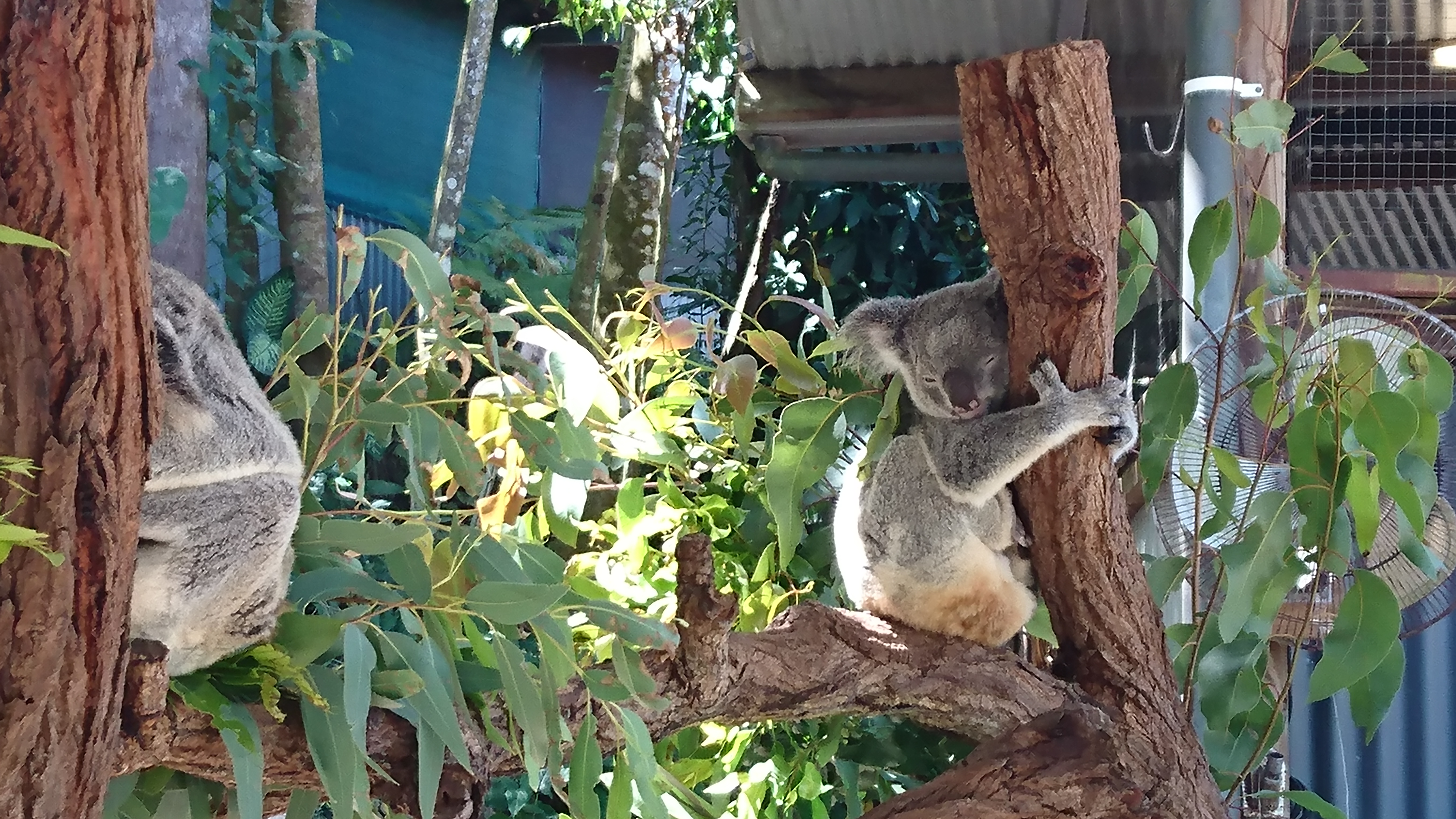 Koalas