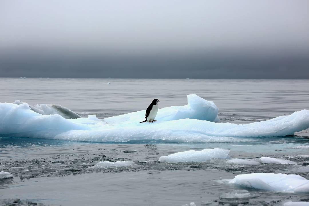 Half Moon Island, South Shetland Islands