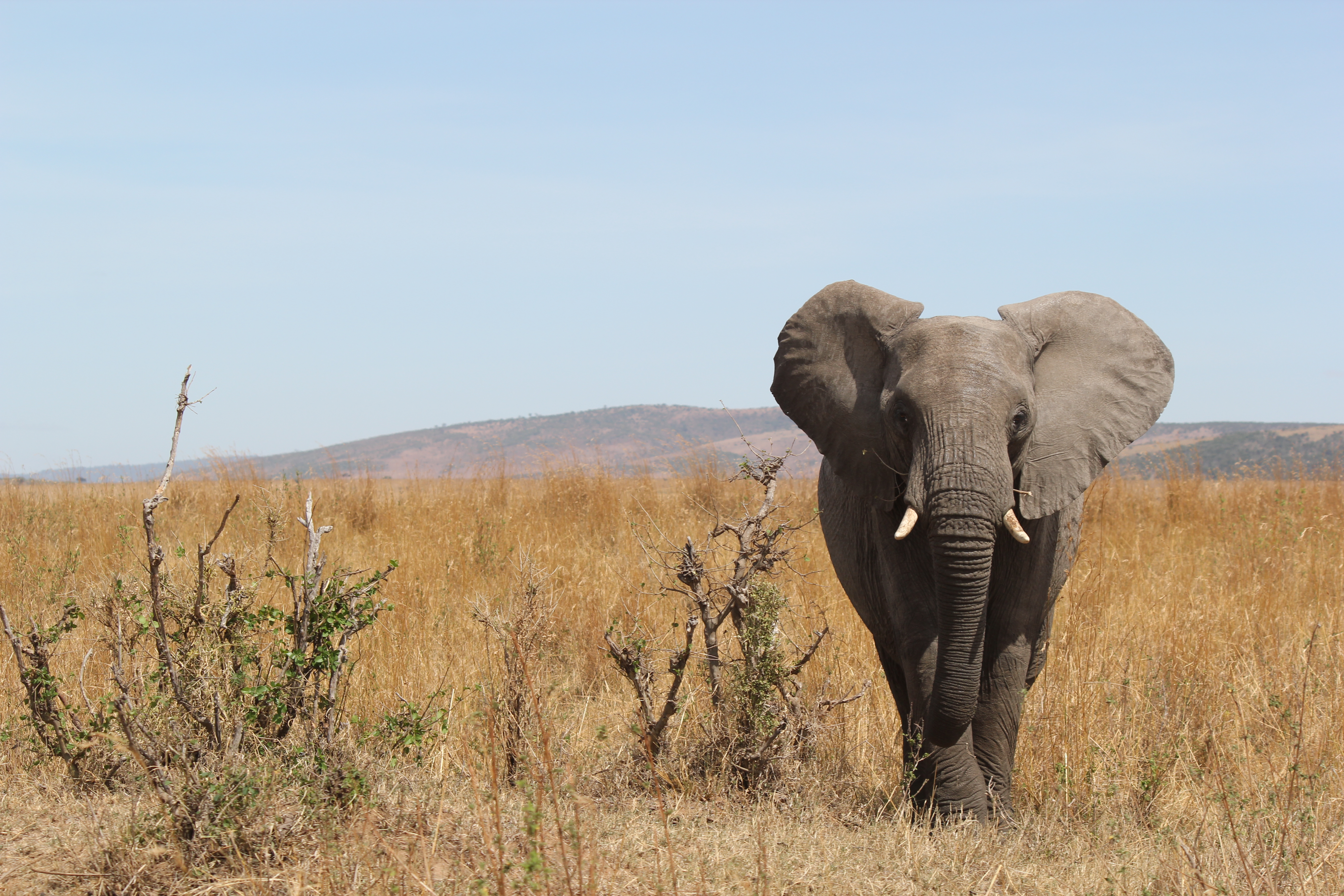 Maasai Mara National Reserve, Kenya