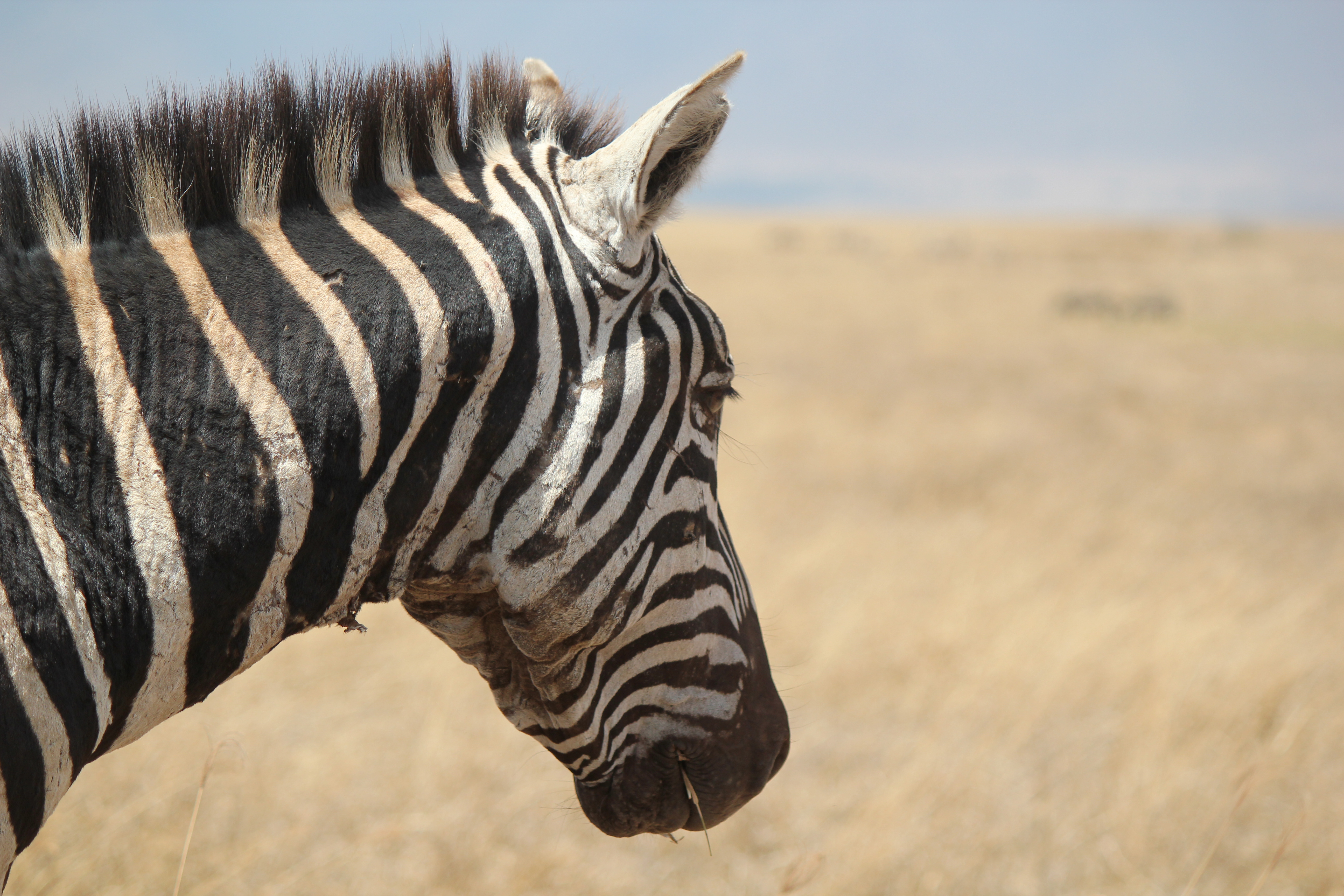 Serengeti National Park, Tanzania